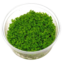 "Monte carlo" In-Vitro cup