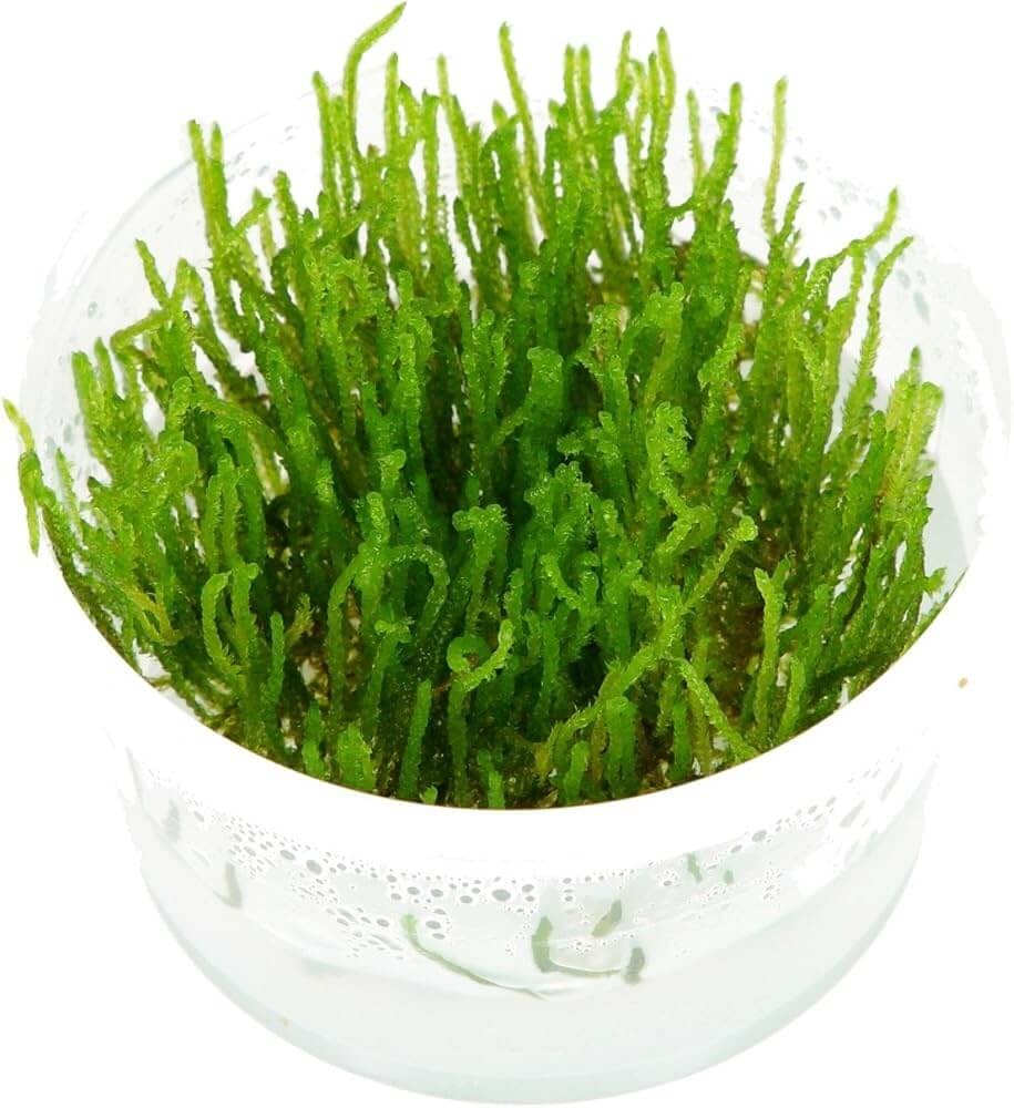 "Flame moss" In-Vitro cup