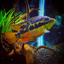 Trichromis salvini 8cm+