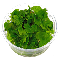 Nymphoides sp. "Taiwan" In-Vitro cup
