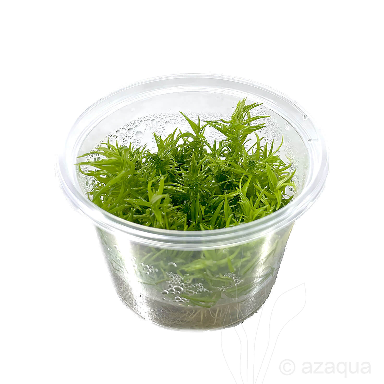 Pogostemon erectus In-Vitro cup