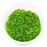 Riccia fluitans In-Vitro cup