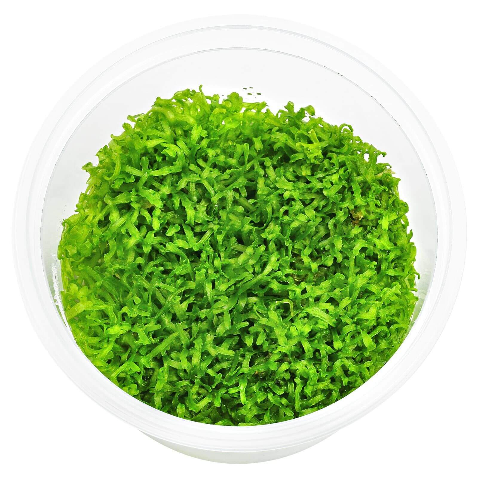 Riccia fluitans In-Vitro cup