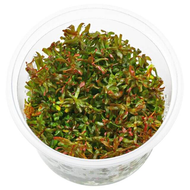 Rotala macranda In-Vitro cup
