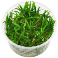 Saggitaria subulata In-Vitro cup
