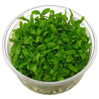 Staurogyne repens In-Vitro cup