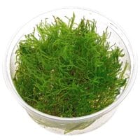 "Taiwan moss" In-Vitro cup
