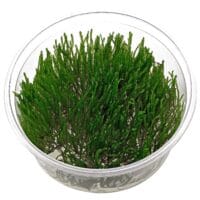 "Spiky moss" In-Vitro cup