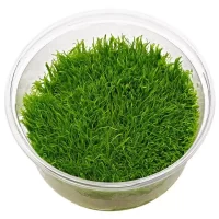 Utricularia graminifolia In-Vitro cup