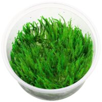 Vitro cup Plants