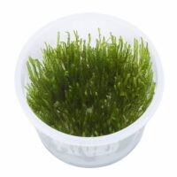 "Erect moss" In-Vitro cup