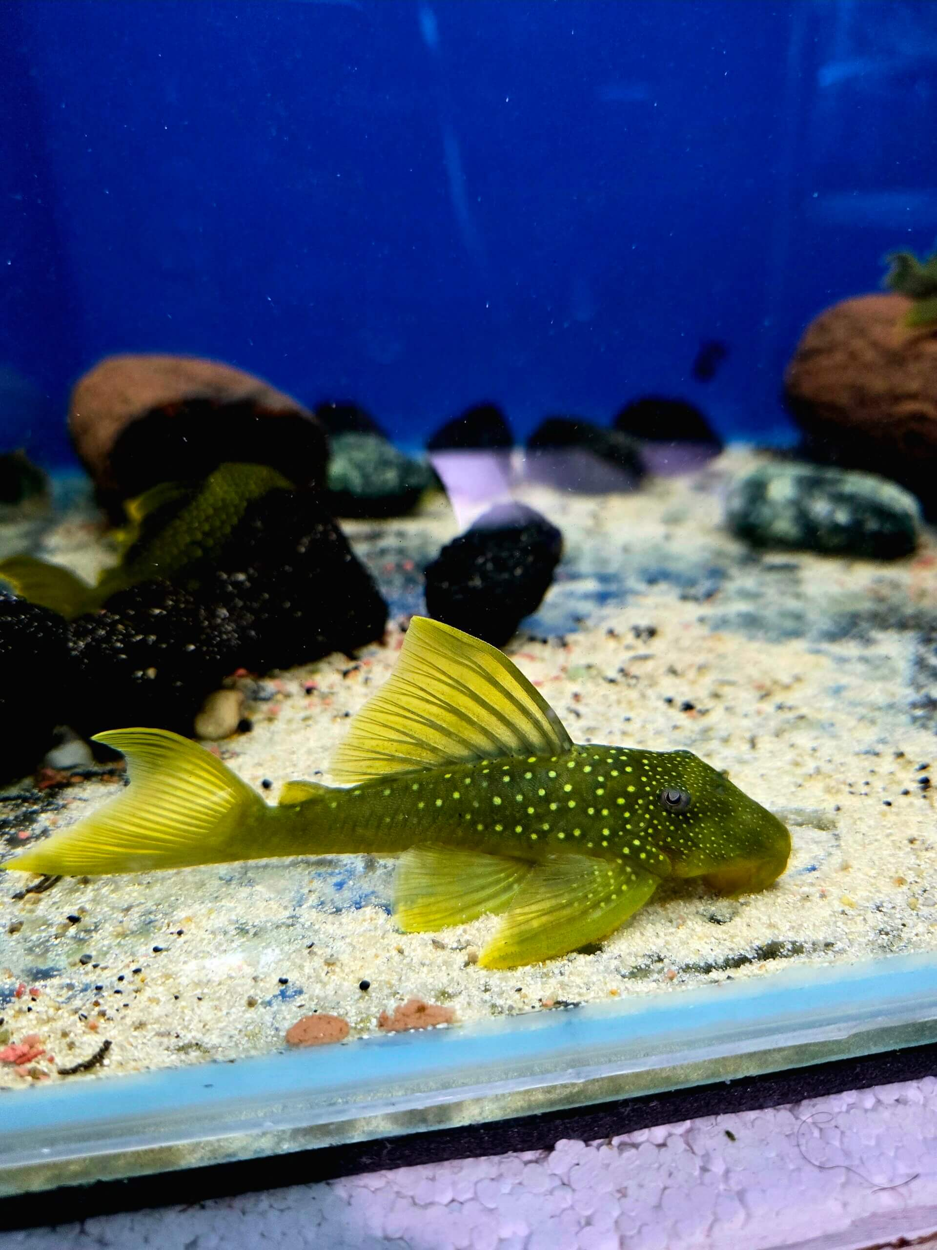 Green Phantom L200 : 14cm+