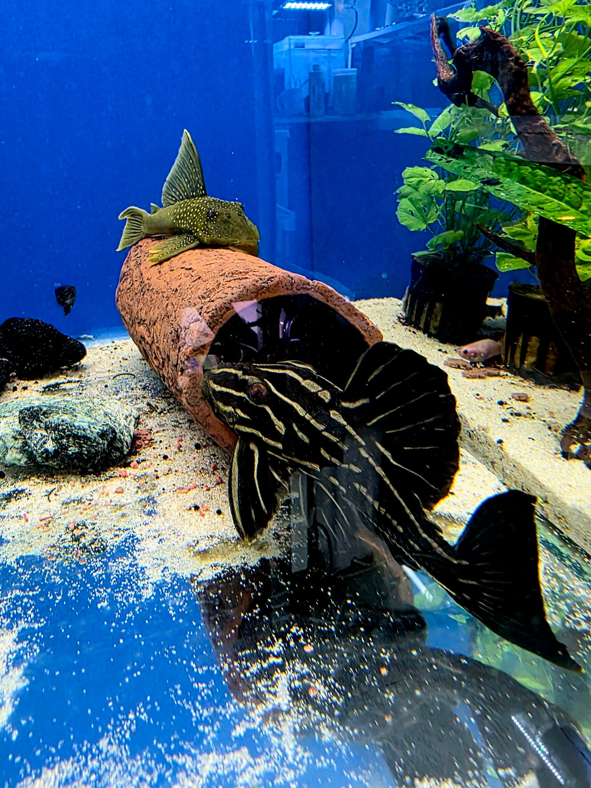 Gold Line Royal Pleco l027 18cm+