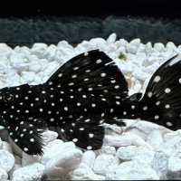 Vampire Pleco (L007) 18cm+