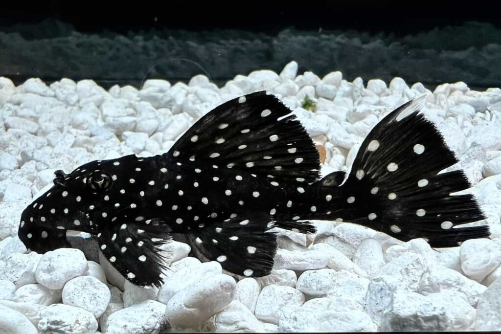 Vampire Pleco (L007) 18cm+