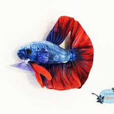 Beta fish plush