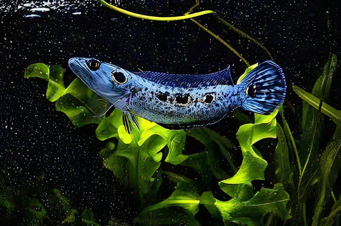 Channa Pleurophthalma (Ocellated Snakehead) 6cm+