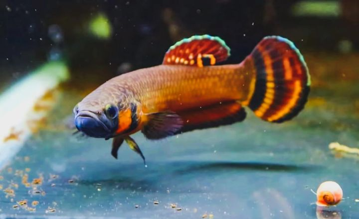 Betta Macrostoma ( Locally Breed) 3.5cm+