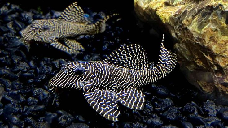 Queen Arabesque Pleco (L260 Pleco)