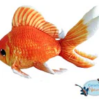 Goldfish plush