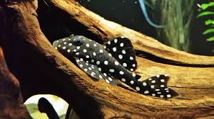 L201 Snowball Pleco 8cm+