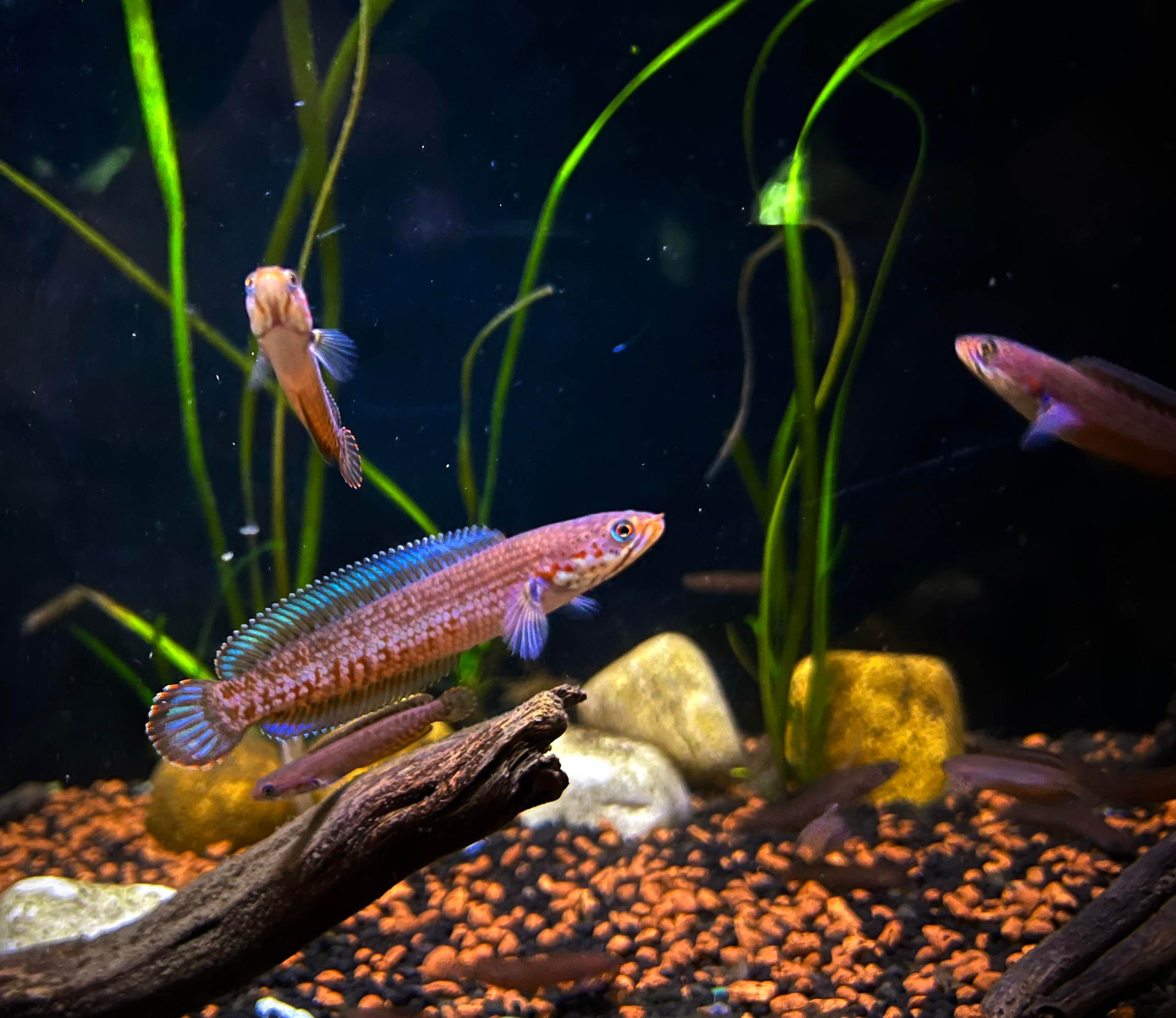 Channa Andrao (Dwarf Snakehead) 6cm+