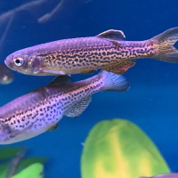 Leopard Danio (Danio rerio)