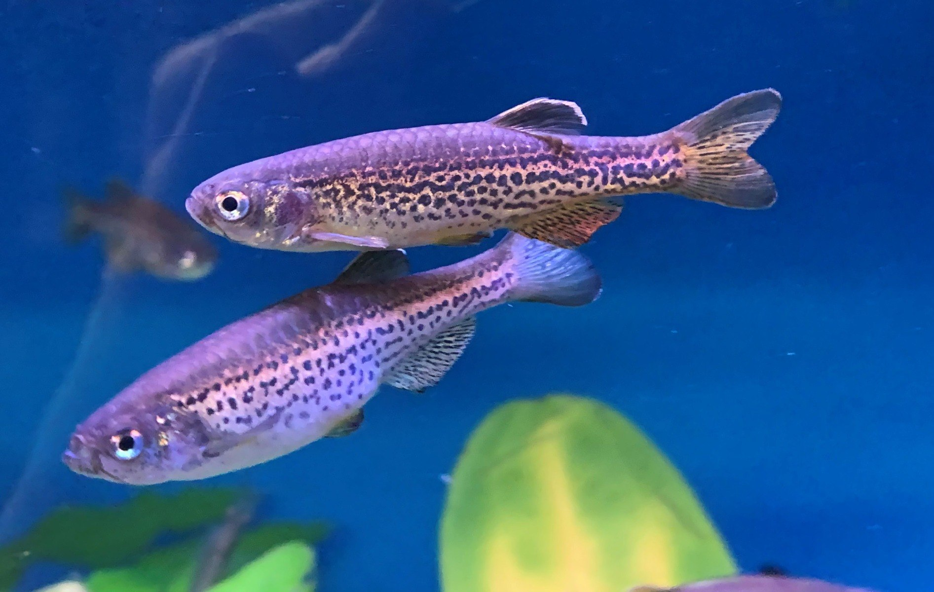 Leopard Danio (Danio rerio)