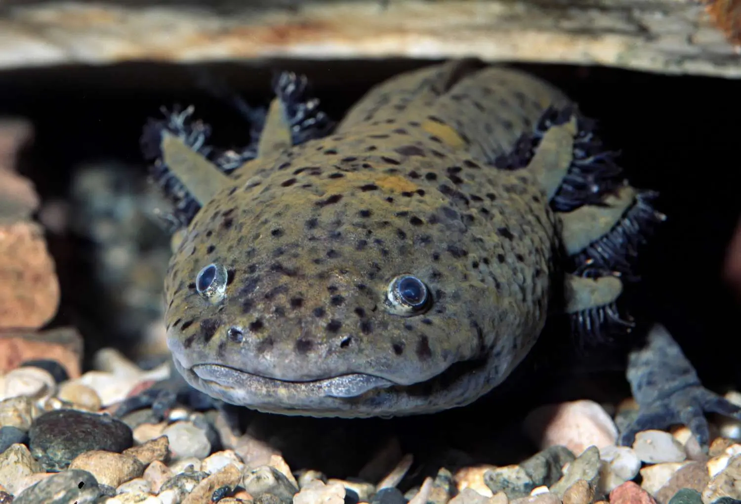 Axolotl Mexicana 14cm+