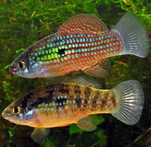 American Flagfish (Jordanella Floridae)