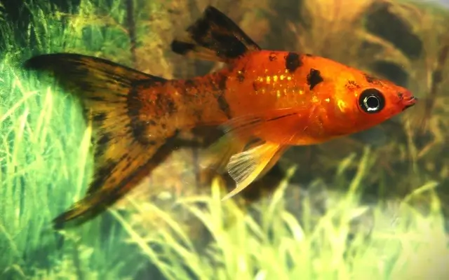Calico Longfin Molly (Poecilia sphenops)