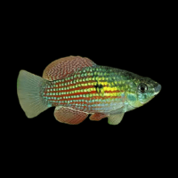 American Flagfish (Jordanella Floridae)