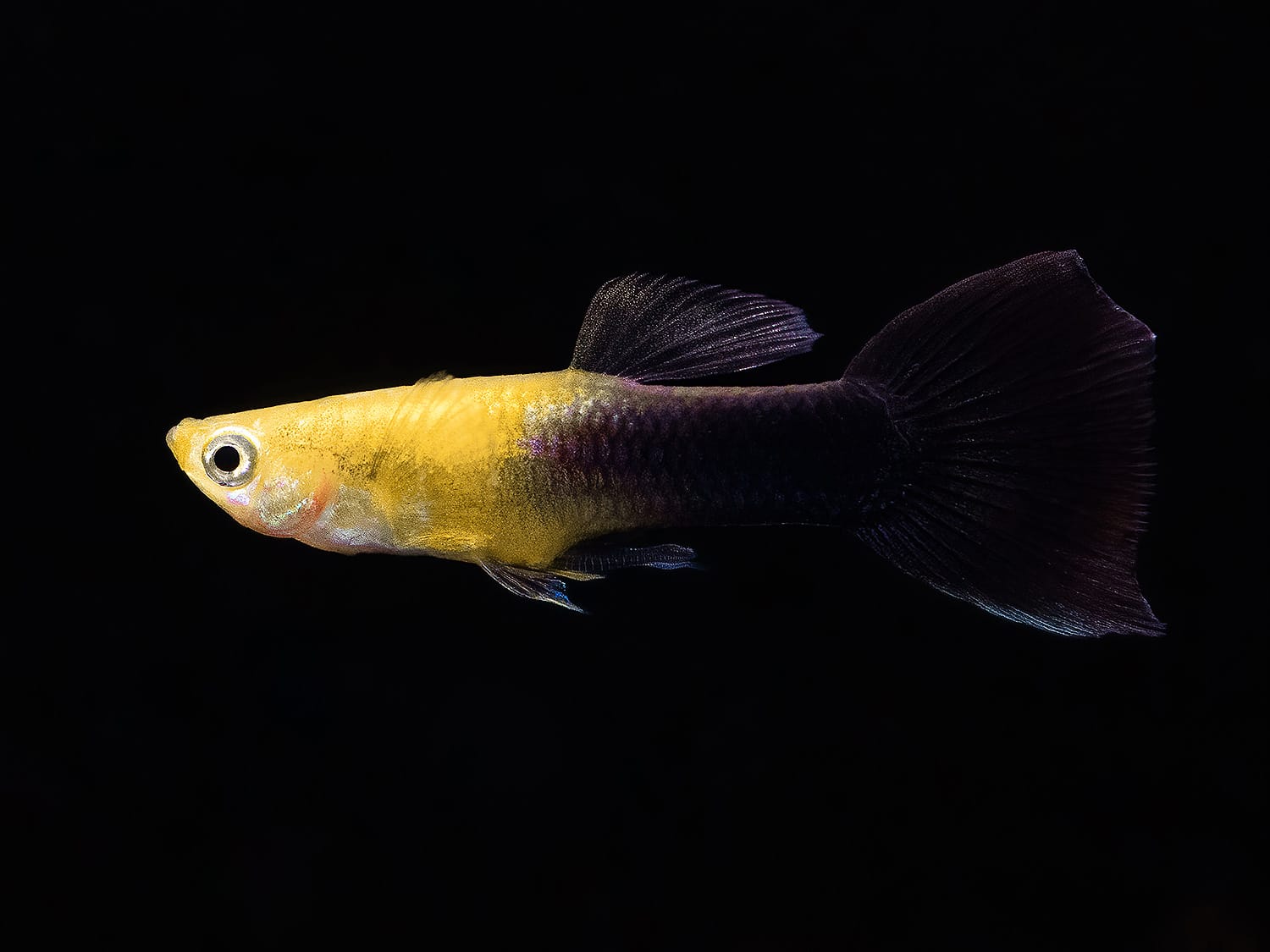 Goldhead Black Guppy (Male)