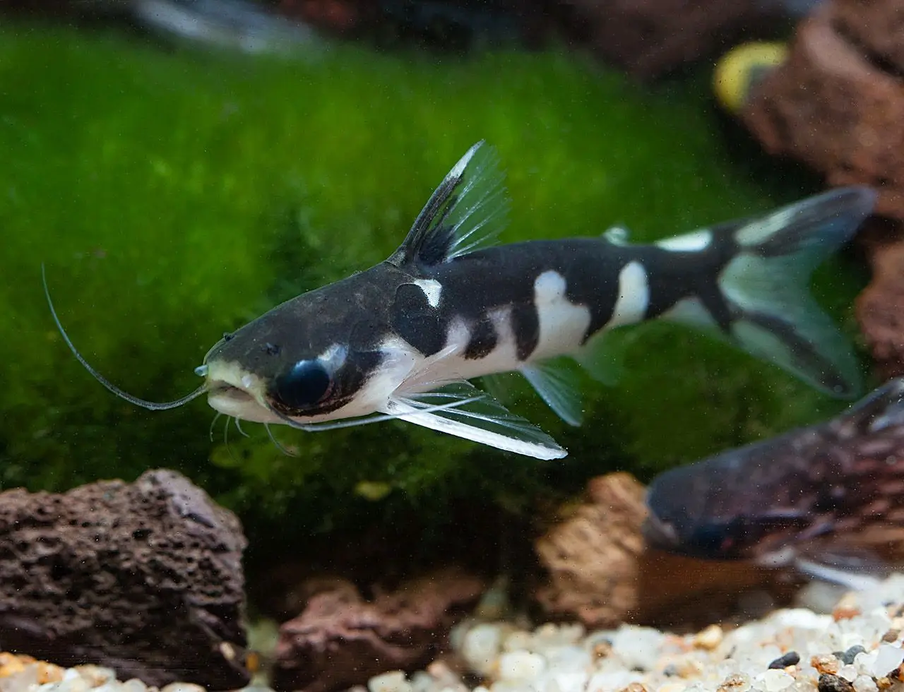 Ninja Woodcat (Tatia Musaica) 6cm