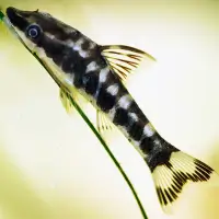 Zebra Otocinclus (Otocinclus cocama)