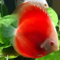 Red Discus (Medium Size 8cm+)