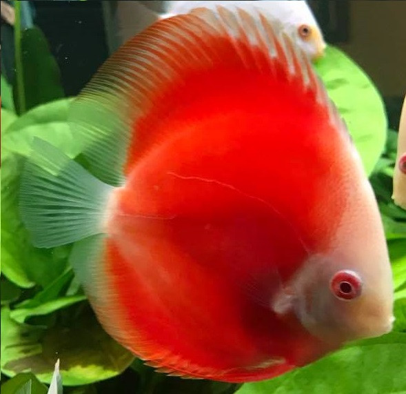 Red Discus (Medium Size 8cm+)