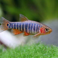 Emerald Dwarf Rasbora