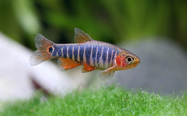 Emerald Dwarf Rasbora