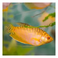 Gold Gourami (Trichopodus trichopterus)