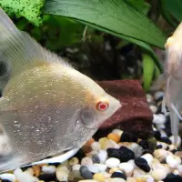 Albino Red Eye Angel