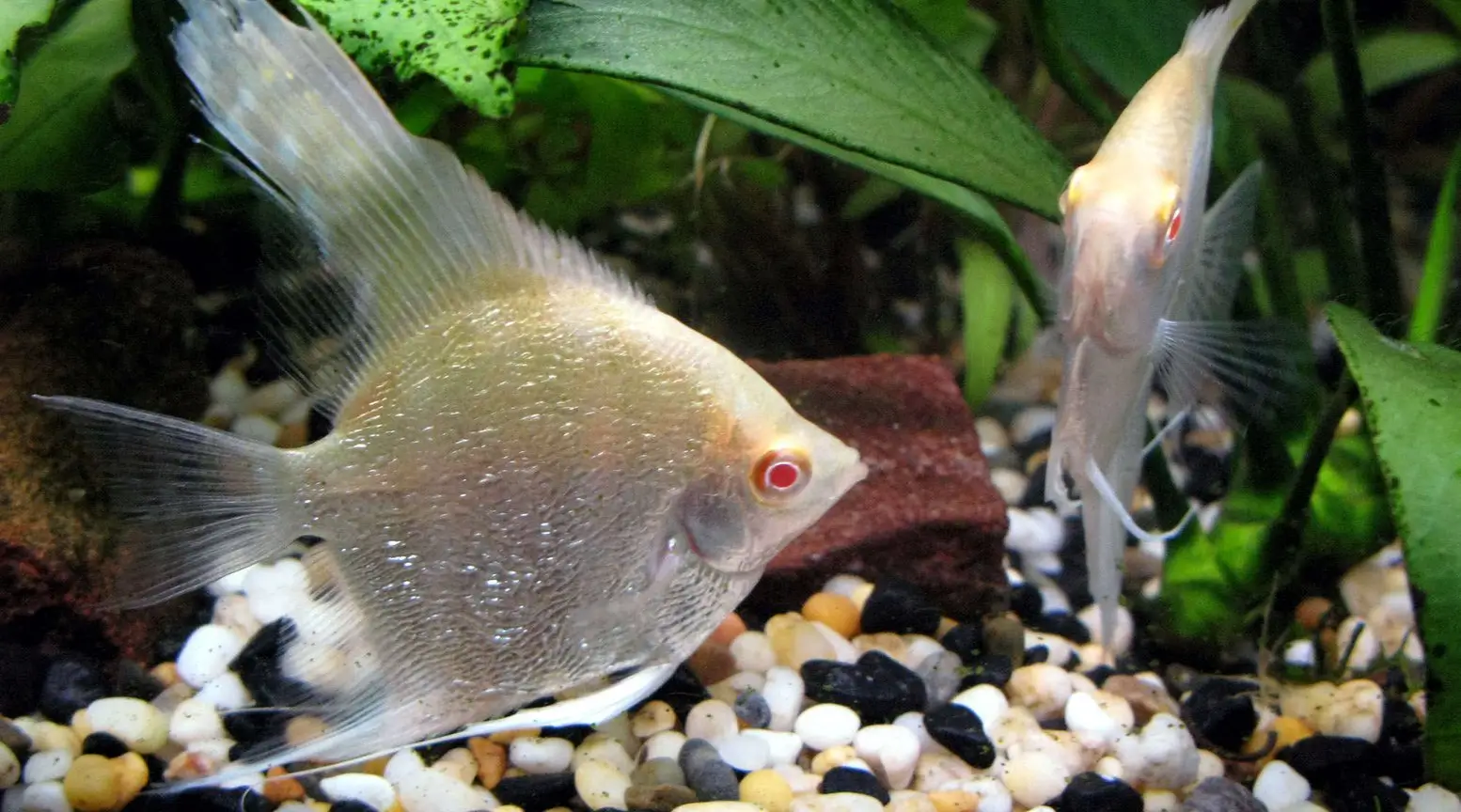 Albino Red Eye Angel