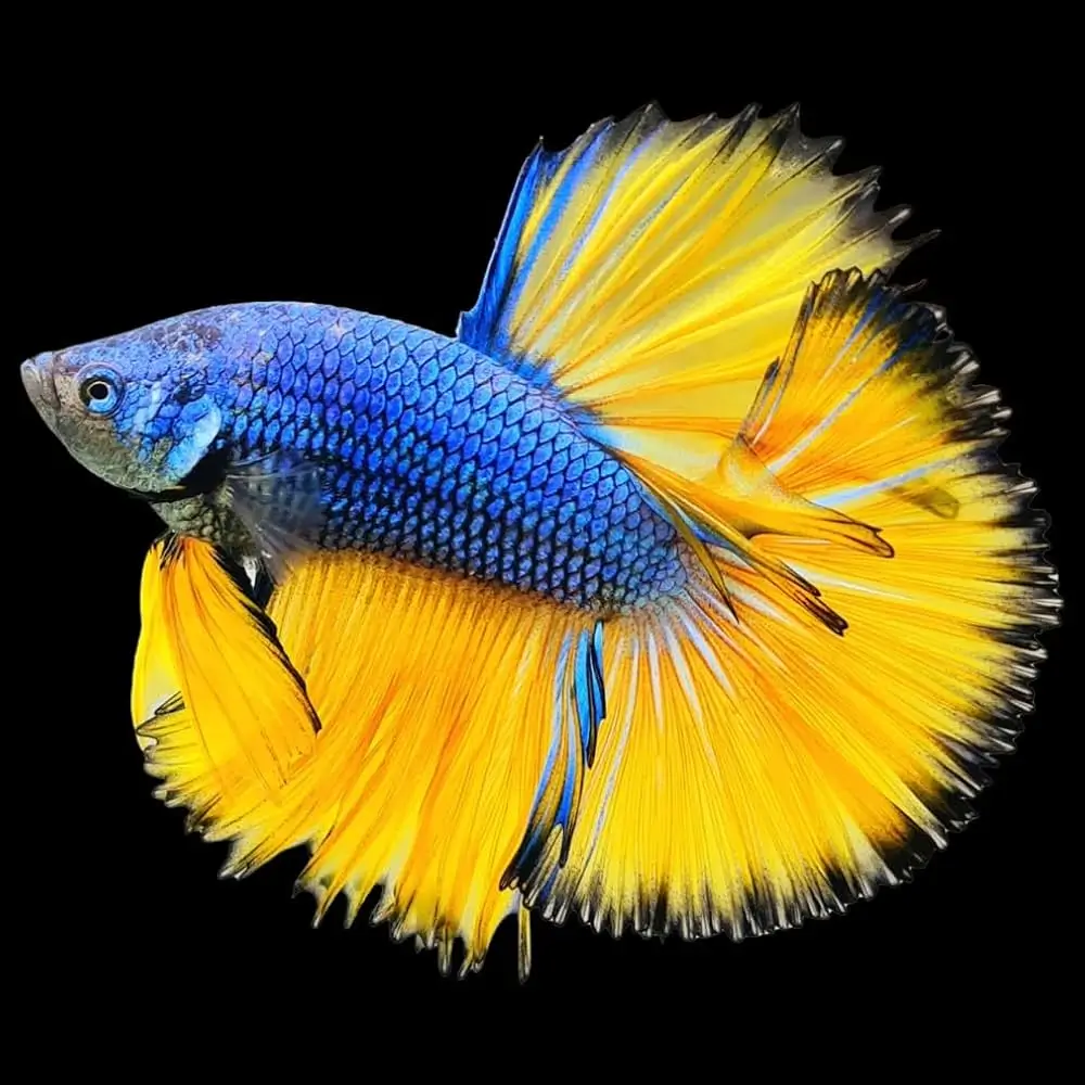 Betta Rosetail Mustard Gas