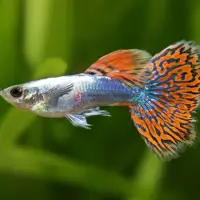 Red Dragon Guppy (Poecilia reticulata)