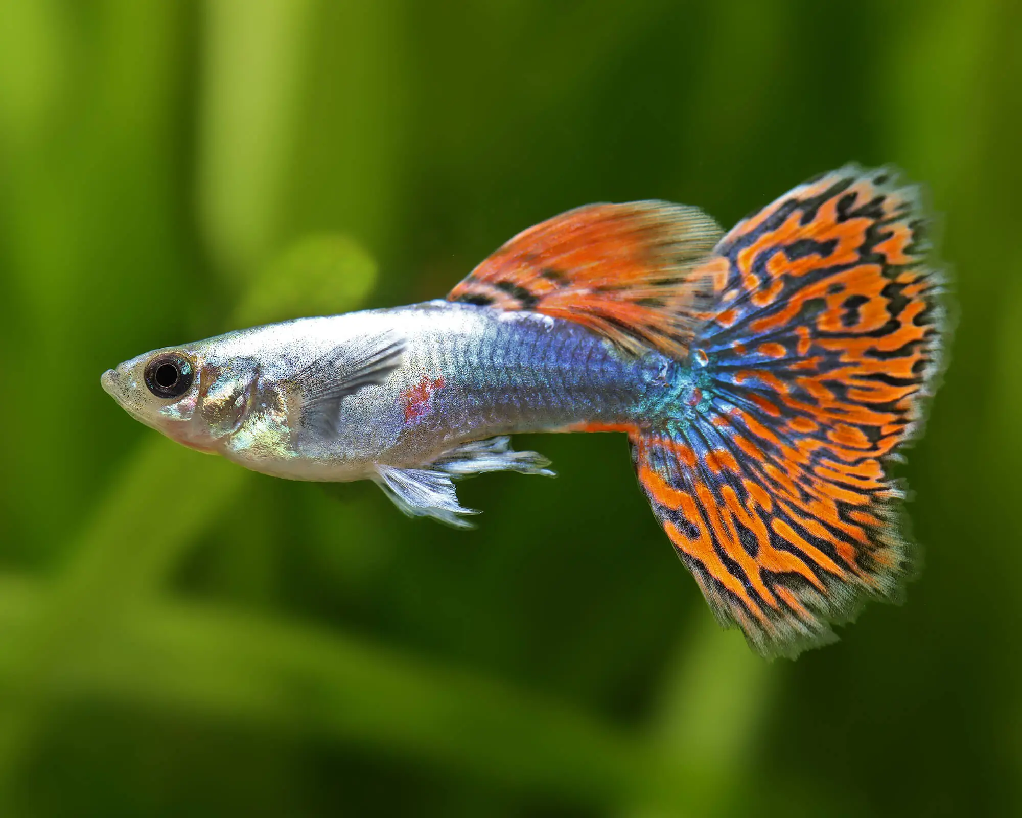 Red Dragon Guppy Male