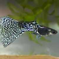 Metal Snakeskin Black Lace Guppy (Poecilia reticulata)