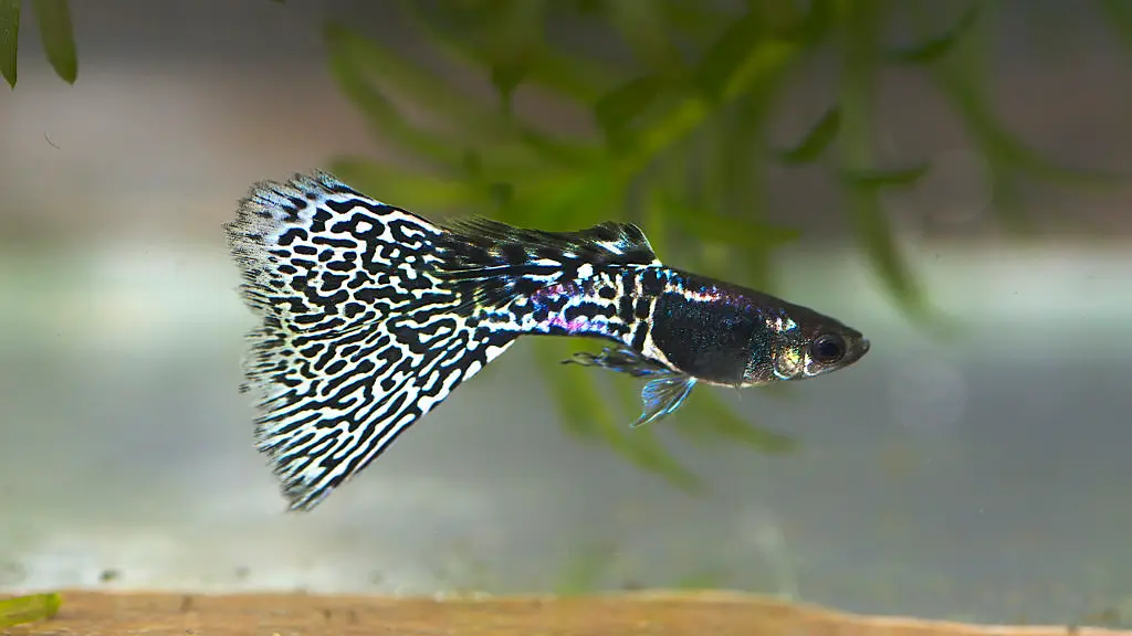 Metal Snakeskin Black Lace Guppy