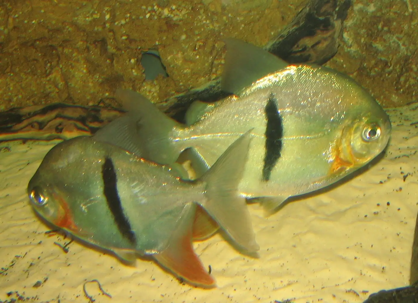 Black-barred Myleus