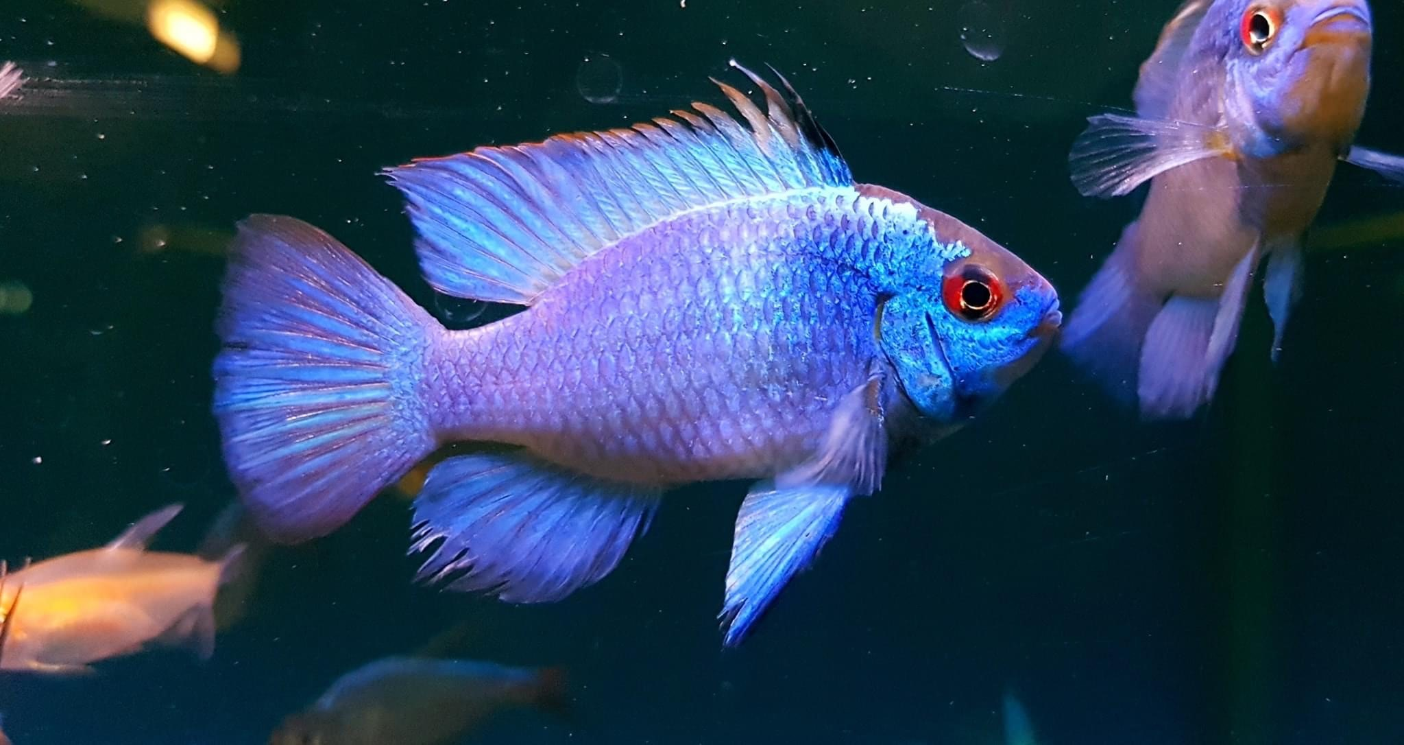 Electric Blue Ramirezi