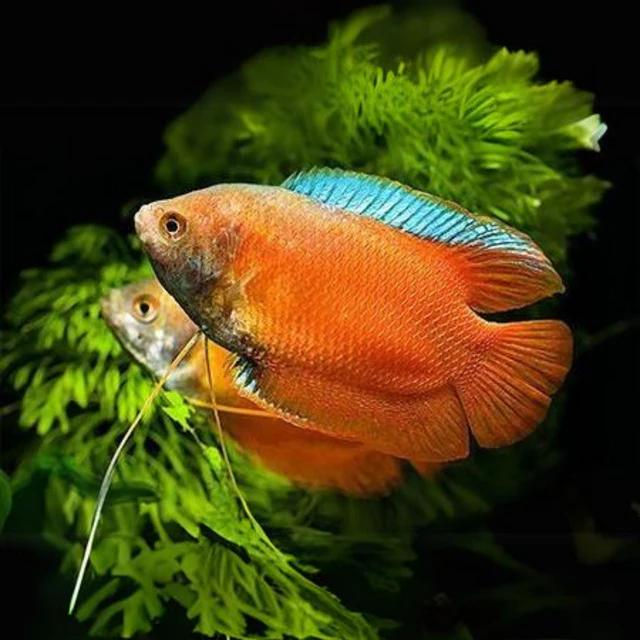 Gourami Dwarf-Red Neon